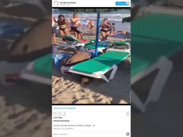 Una familia de jabalíes irrumpe en una playa de Marbella y se come la comida de los bañistas