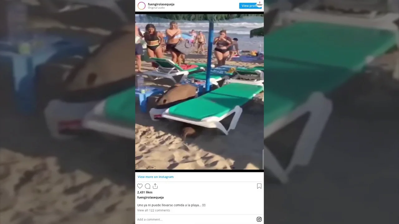 Una familia de jabalíes irrumpe en una playa de Marbella y se come la comida de los bañistas Una familia de jabalíes irrumpe en una playa de Marbella y se come la comida de los bañistas