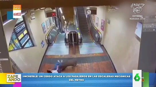 zapeando cerdo metro zapeando cerdo metro