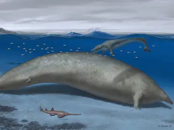 Descubren los restos del animal más grande de todos los tiempos en Perú