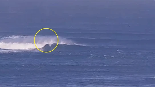 El relato aterrador de un surfista ante el ataque de un tiburón: "Le golpeé la cabeza varias veces" El relato aterrador de un surfista ante el ataque de un tiburón: "Le golpeé la cabeza varias veces"