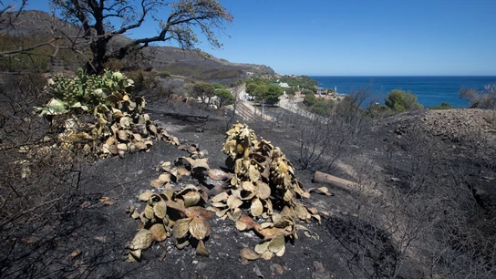 El incendio de Portbou (Girona) queda estabilizado tras calcinar más de 550 hectáreas El incendio de Portbou (Girona) queda estabilizado tras calcinar más de 550 hectáreas
