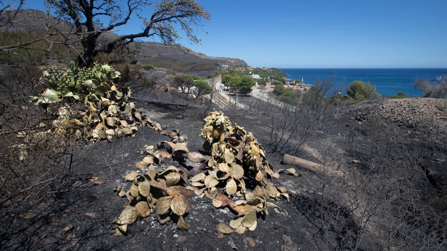 El incendio de Portbou (Girona) queda estabilizado tras calcinar más de 550 hectáreas El incendio de Portbou (Girona) queda estabilizado tras calcinar más de 550 hectáreas