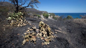El incendio de Portbou (Girona) queda estabilizado tras calcinar más de 550 hectáreas