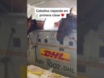 Una mujer muestra cómo viajan los caballos en un avión: "Viajan en primera clase"