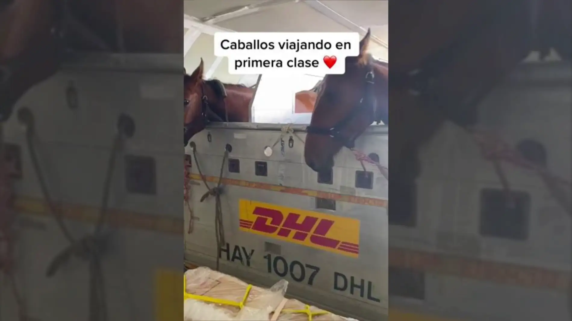 Una mujer muestra cómo viajan los caballos en un avión: "Viajan en primera clase"