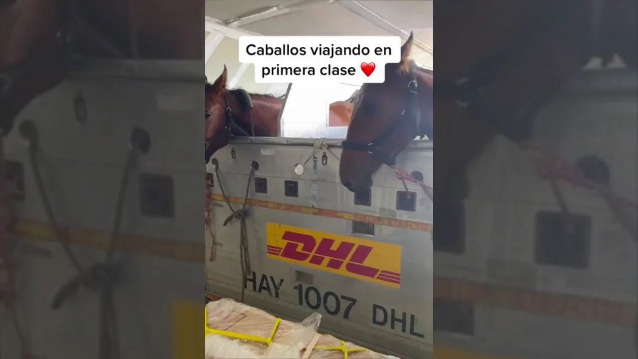 Una mujer muestra c&oacute;mo viajan los caballos en un avi&oacute;n: "Viajan en primera clase"