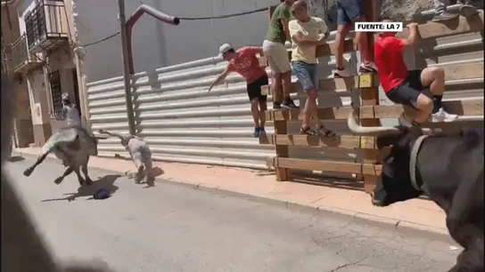 Un hombre irlandés, herido con una cornada en la yugular durante un encierro en Blanca (Murcia) Un hombre irlandés, herido con una cornada en la yugular durante un encierro en Blanca (Murcia)