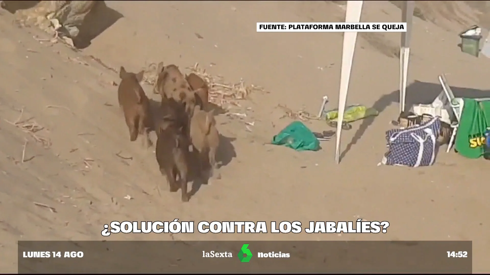 Arqueros contra jabalíes