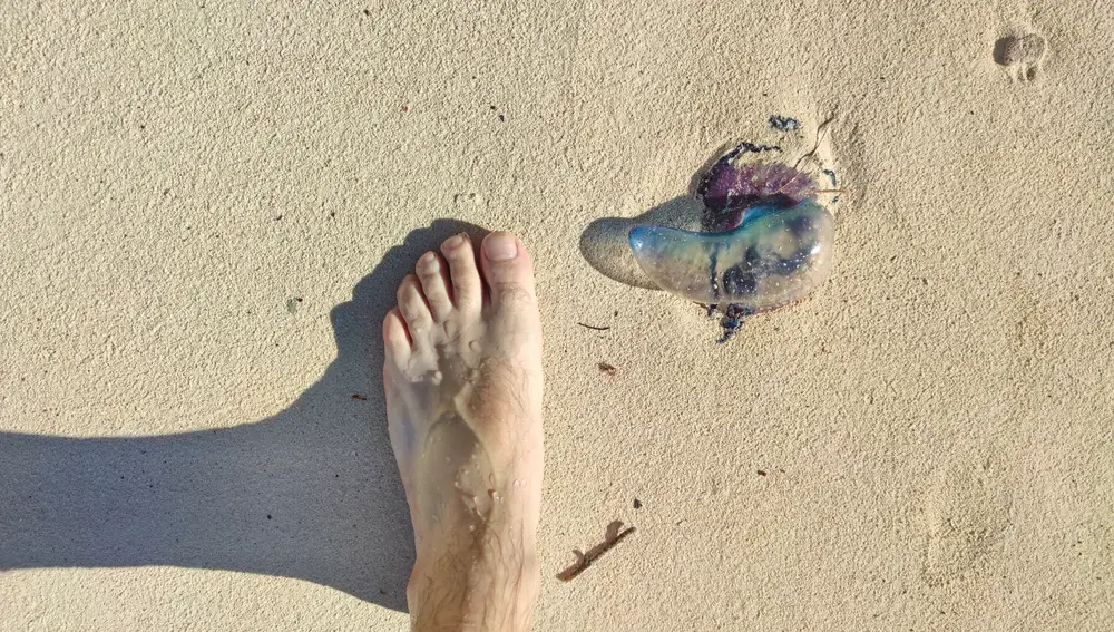 Medusa en una playa junto a los bañistas Medusa en una playa junto a los bañistas