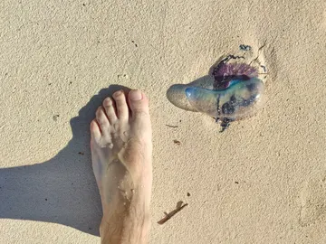 Medusa en una playa junto a los bañistas Medusa en una playa junto a los bañistas