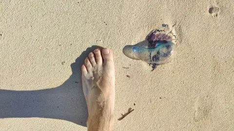 Medusa en una playa junto a los bañistas Medusa en una playa junto a los bañistas