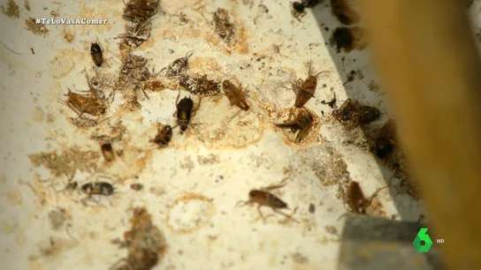 TE LO VAS A COMER Alberto Chicote, testigo de cómo "corren los bichos por encima de la campana" en un restaurante chino TE LO VAS A COMER Alberto Chicote, testigo de cómo "corren los bichos por encima de la campana" en un restaurante chino