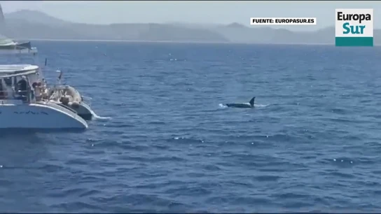 Localizan a los tripulantes de un velero tras disparar a una orca Localizan a los tripulantes de un velero tras disparar a una orca