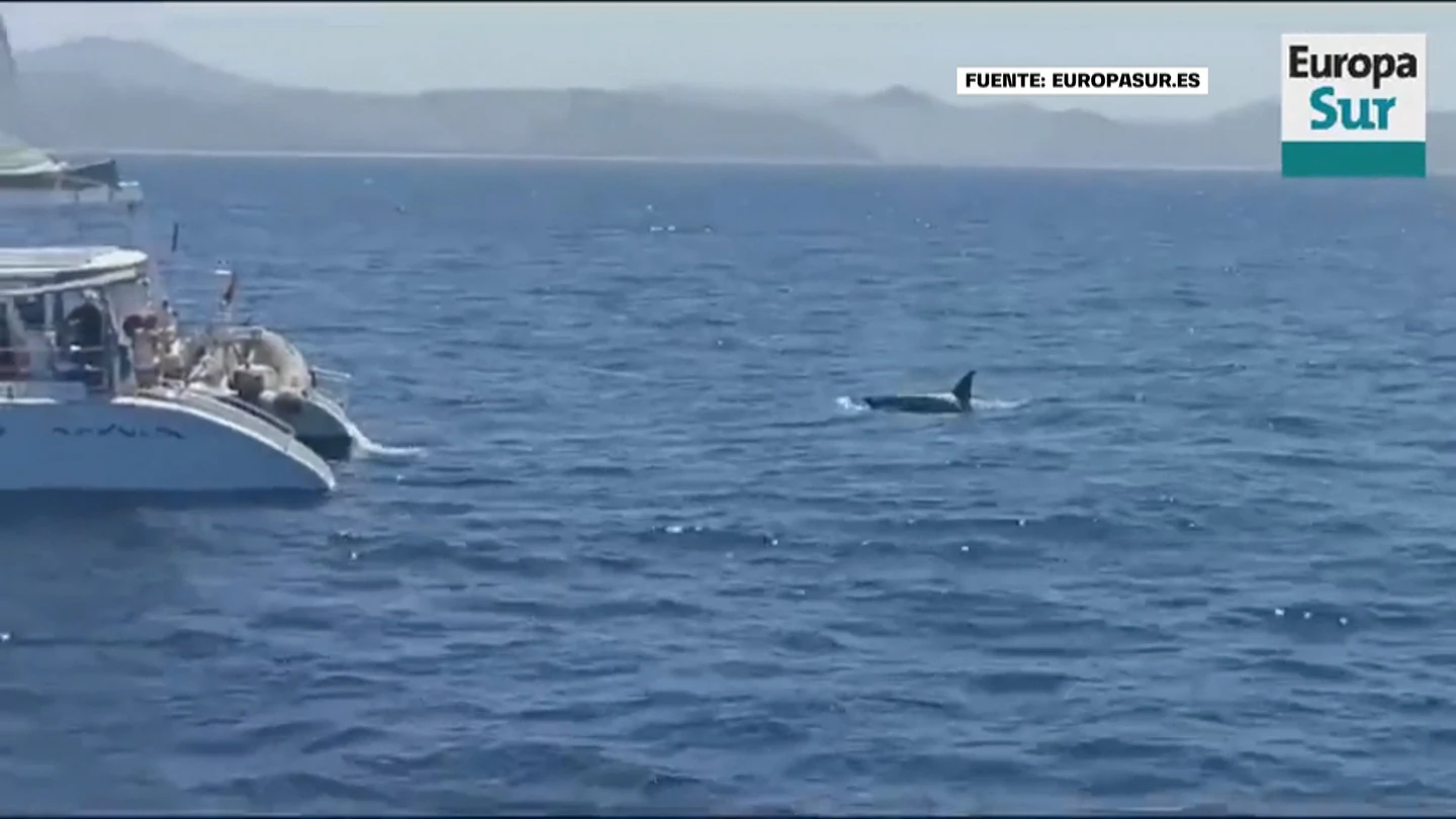 Localizan a los tripulantes de un velero tras disparar a una orca Localizan a los tripulantes de un velero tras disparar a una orca