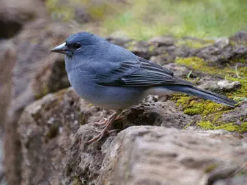 El incendio de Tenerife afecta a 39 especies de aves y una docena de espacios protegidos El incendio de Tenerife afecta a 39 especies de aves y una docena de espacios protegidos