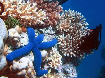 Estrella de mar azul Estrella de mar azul