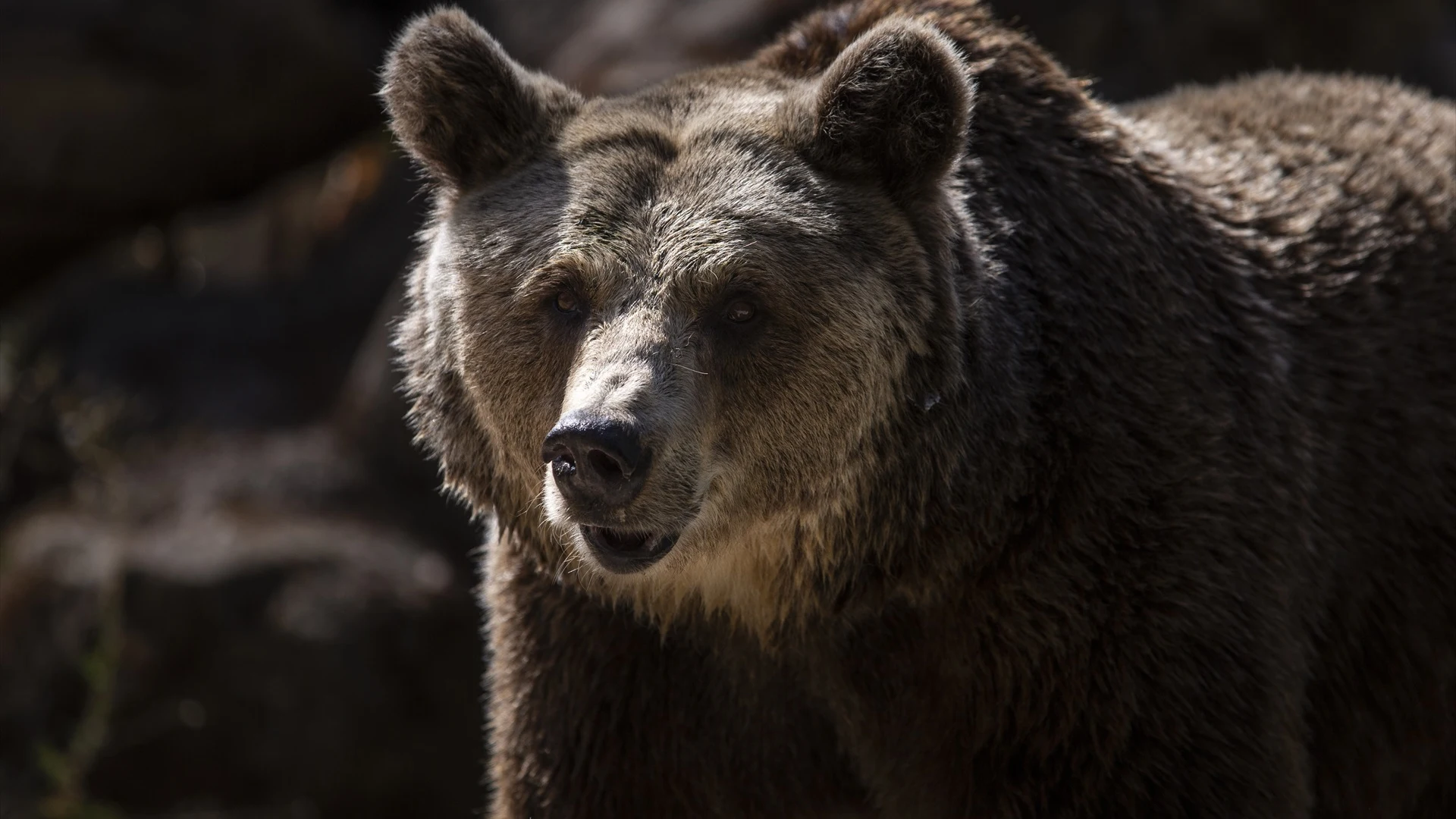 Imagen de archivo de un oso pardo.