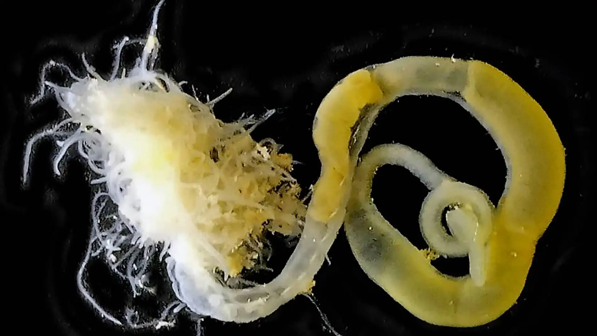Descubren dos nuevas especies de gusanos marinos en una cueva de las Islas Baleares Descubren dos nuevas especies de gusanos marinos en una cueva de las Islas Baleares