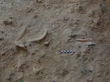 Hallado un campamento neandertal con restos de caza de ciervos de hace 60.000 anos Hallado un campamento neandertal con restos de caza de ciervos de hace 60.000 anos