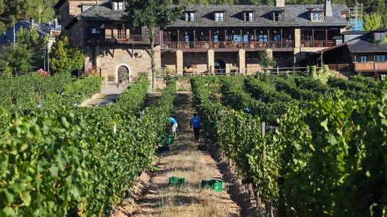 Los agricultores recolectan la uva en el Palacio de Canedo, en Ponferrada. Los agricultores recolectan la uva en el Palacio de Canedo, en Ponferrada.