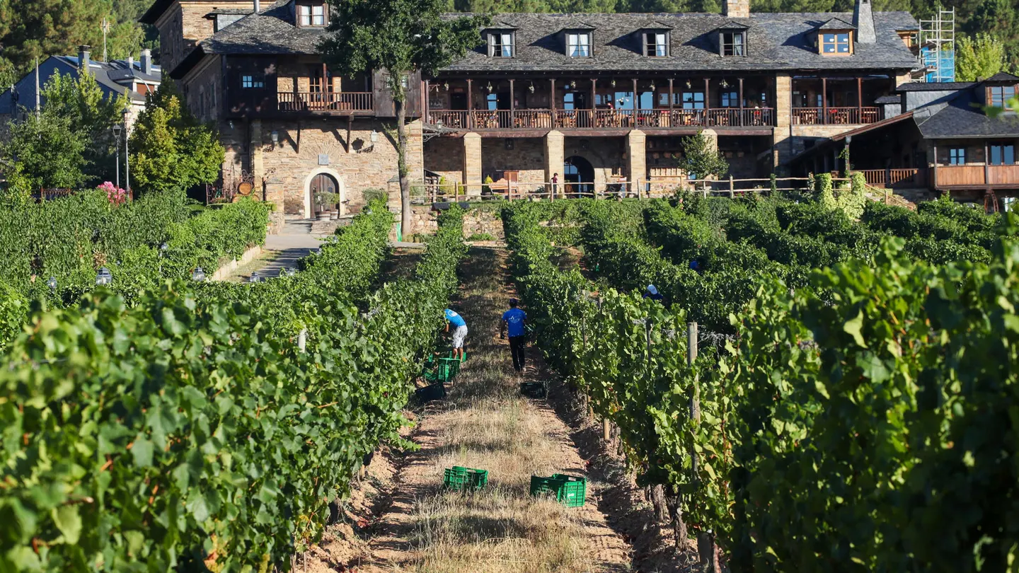 Los agricultores recolectan la uva en el Palacio de Canedo, en Ponferrada. Los agricultores recolectan la uva en el Palacio de Canedo, en Ponferrada.