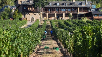 Los agricultores recolectan la uva en el Palacio de Canedo, en Ponferrada.