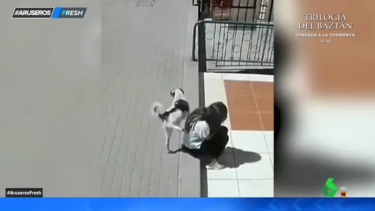 El vídeo en el que un perro mea sobre una joven que está sentada en un bordillo: "Le marca territorio" El vídeo en el que un perro mea sobre una joven que está sentada en un bordillo: "Le marca territorio"