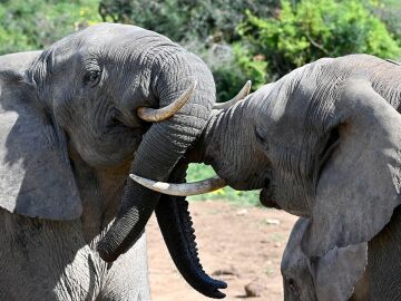 Elefantes chocando los cuernos