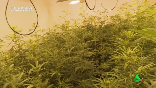 "Sacamos 10 o 12 kilillos de marihuana, unos 18.000 o 20.000 euros": la confesión del dueño de una plantación "Sacamos 10 o 12 kilillos de marihuana, unos 18.000 o 20.000 euros": la confesión del dueño de una plantación