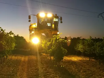Vendimia nocturna y mecanizada en la Ruta del Vino de Rueda Vendimia nocturna y mecanizada en la Ruta del Vino de Rueda