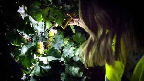 Visita guiada en la vendimia nocturna y mecanizada de la Bodega Cuatro Rayas