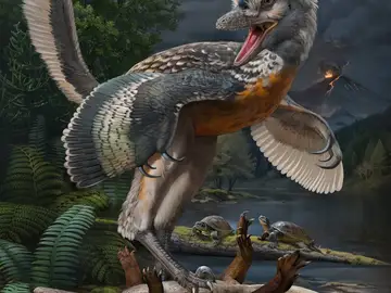 Un fosil hallado en China da nuevas claves para conocer el origen de las aves Un fosil hallado en China da nuevas claves para conocer el origen de las aves