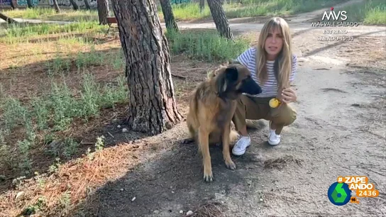 La consulta de María Gómez al veterinario Víctor Algra: "¿Tengo que desparasitar a mi perro también en invierno?" La consulta de María Gómez al veterinario Víctor Algra: "¿Tengo que desparasitar a mi perro también en invierno?"