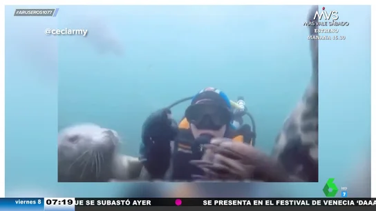 El viral en el que una foca parece intentar salvar a un submarinista de ahogarse: la bióloga Evelyn Segura explica su actitud El viral en el que una foca parece intentar salvar a un submarinista de ahogarse: la bióloga Evelyn Segura explica su actitud