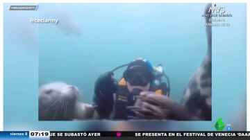 El viral en el que una foca parece intentar salvar a un submarinista de ahogarse: la bióloga Evelyn Segura explica su actitud