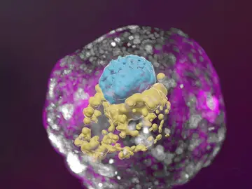 Sin óvulo ni esperma: científicos crean embriones humanos de 14 días a partir de células madre cultivadas Sin óvulo ni esperma: científicos crean embriones humanos de 14 días a partir de células madre cultivadas