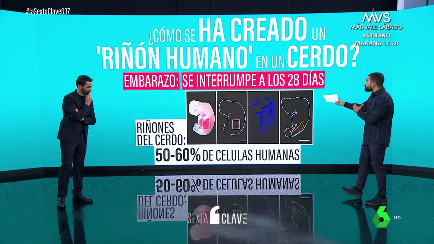 Un equipo de científicos logra desarrollar el primer órgano humano dentro de un animal Un equipo de científicos logra desarrollar el primer órgano humano dentro de un animal