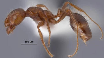 Vista lateral de una obrera de Solenopsis invicta, también conocida como hormiga roja de fuego