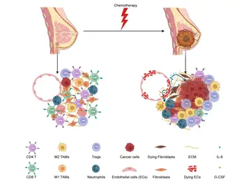 La quimioterapia puede reactivar el crecimiento de células tumorales "durmientes" La quimioterapia puede reactivar el crecimiento de células tumorales "durmientes"
