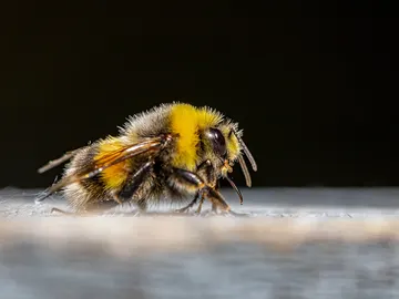 Los abejorros europeos estan en riesgo de desaparecer en las proximas decadas Los abejorros europeos estan en riesgo de desaparecer en las proximas decadas