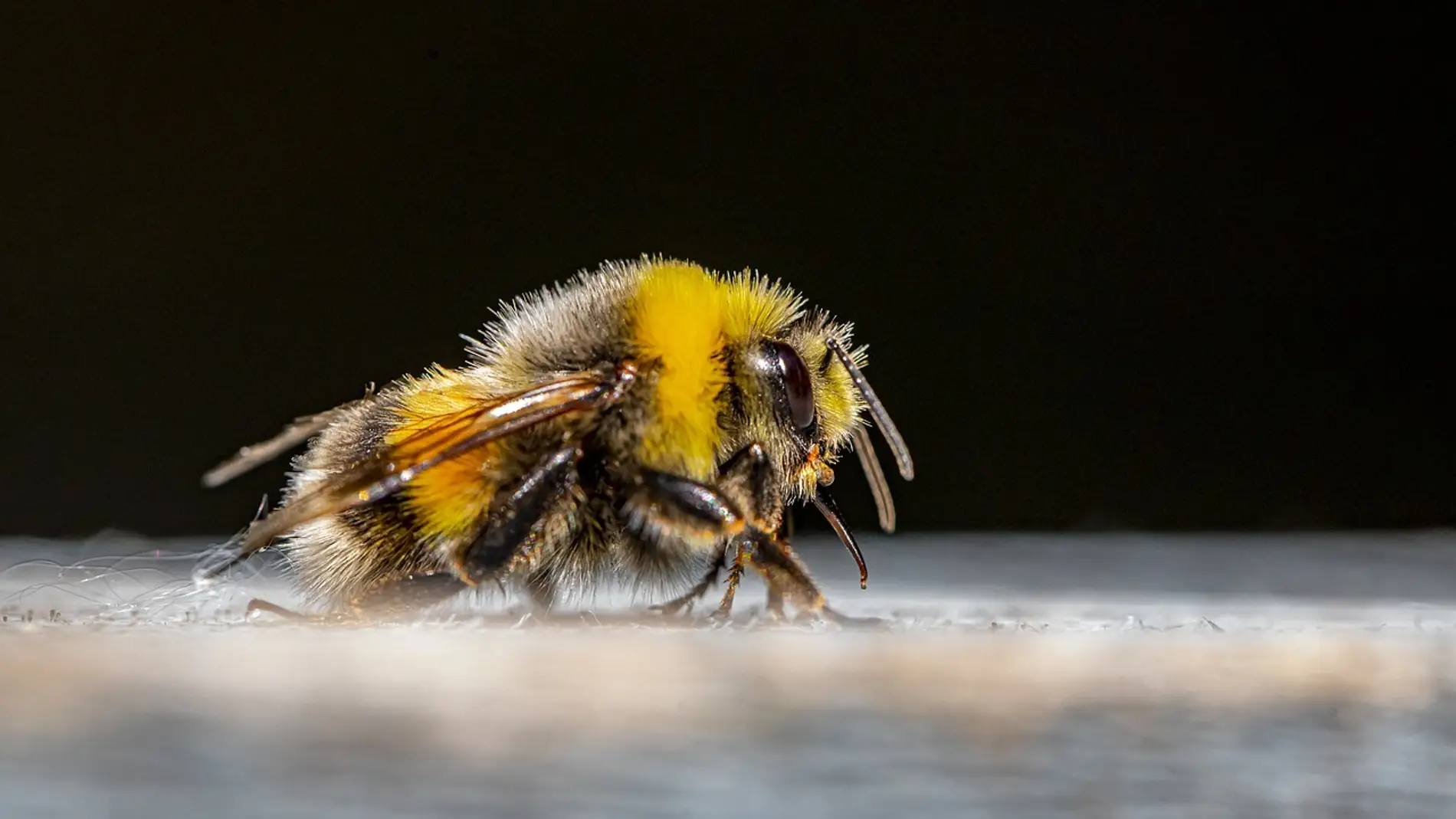 Los abejorros europeos estan en riesgo de desaparecer en las proximas decadas