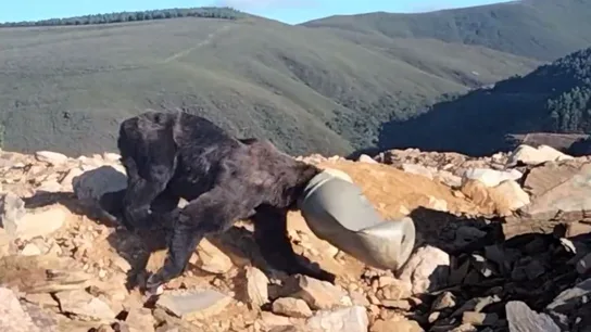 Un oso con la cabeza atrapada en un contenedor de plástico Un oso con la cabeza atrapada en un contenedor de plástico