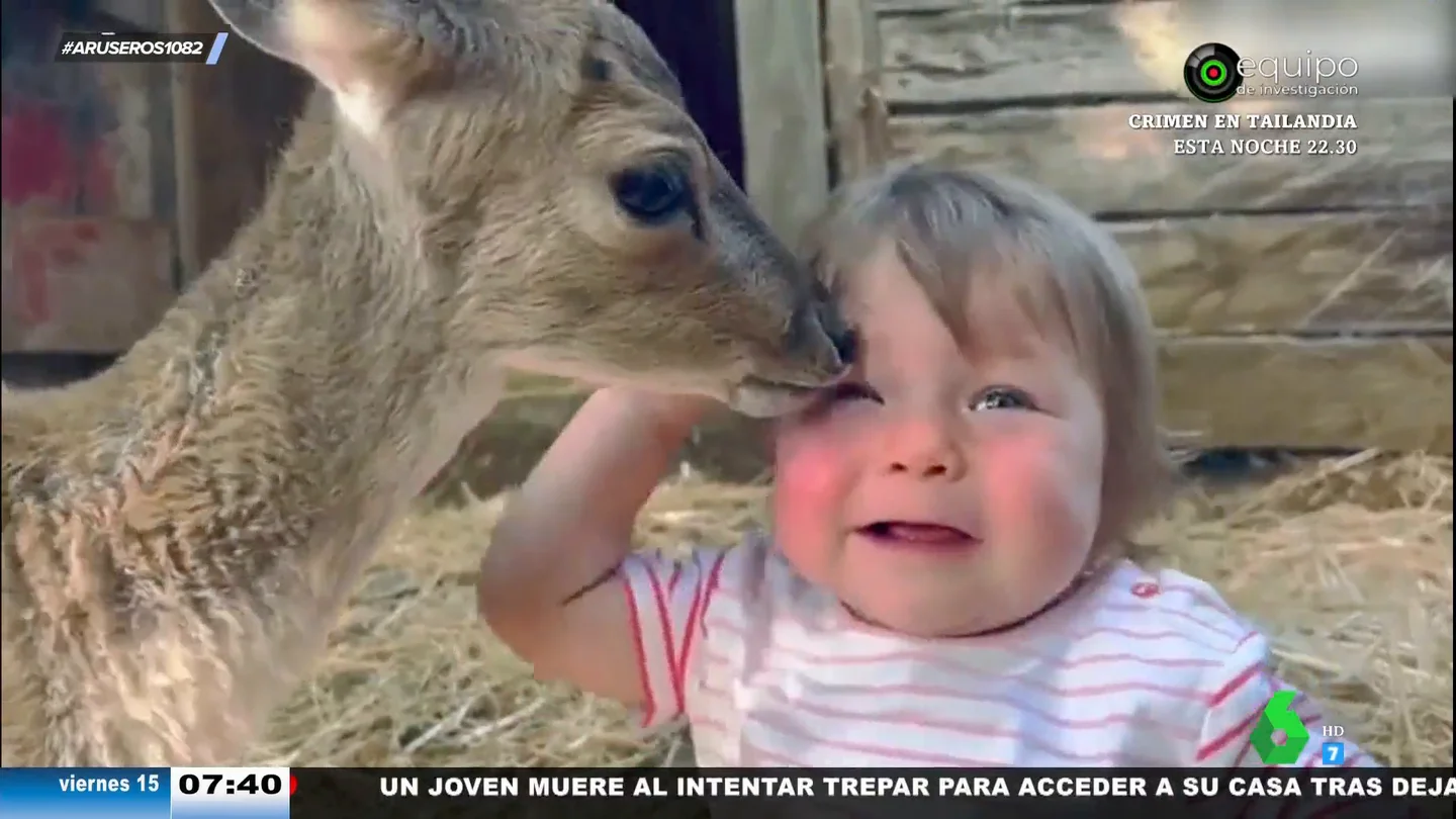 Evelyn Segura advierte sobre los peligros de este vídeo tan tierno entre un cervatillo y un bebé: "No es una mascota" Evelyn Segura advierte sobre los peligros de este vídeo tan tierno entre un cervatillo y un bebé: "No es una mascota"