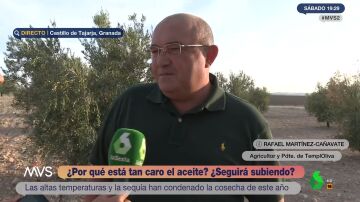Un agricultor explica que el aceite de oliva está tan caro "por la sequía": "El año que viene tendremos aún menos disponibilidad"