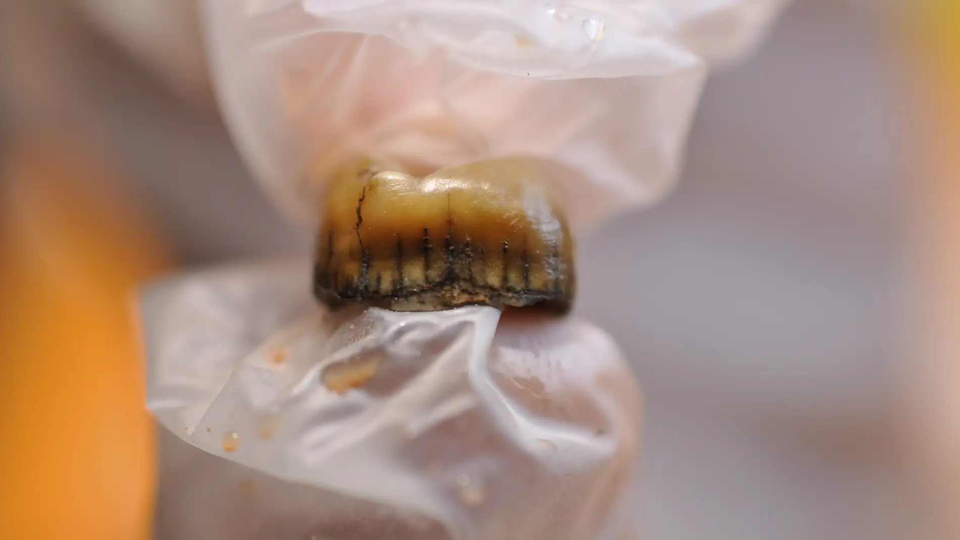 Detalle del diente neandertal recuperado en la Cova Simanya Detalle del diente neandertal recuperado en la Cova Simanya