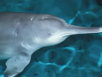 El último baiji, o delfín chino de río, confirmado murió en 2002 El último baiji, o delfín chino de río, confirmado murió en 2002