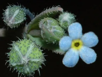 flor nomevés flor nomevés