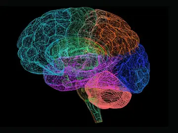 La exposicion a plastificantes en el embarazo se asocia con menor cociente intelectual en la infancia La exposicion a plastificantes en el embarazo se asocia con menor cociente intelectual en la infancia