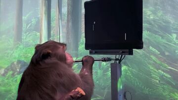 Mono en un experimento